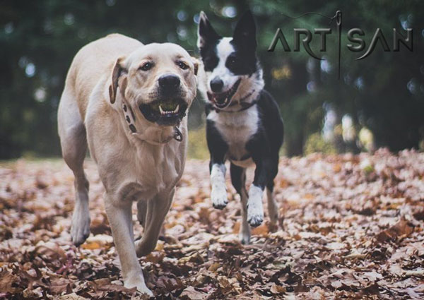 White leather Border Collie collar for Punky joyful activity