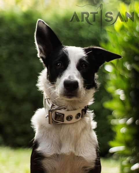 White Border Collie collar for Punky