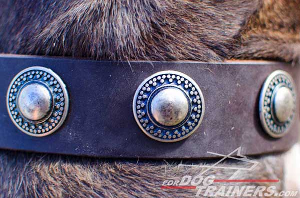 Extra wide decorated leather collar for Pitbull