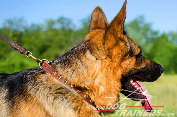 German Shepherd Collar Beautiful Leather Walking Accessory for Regular Usage