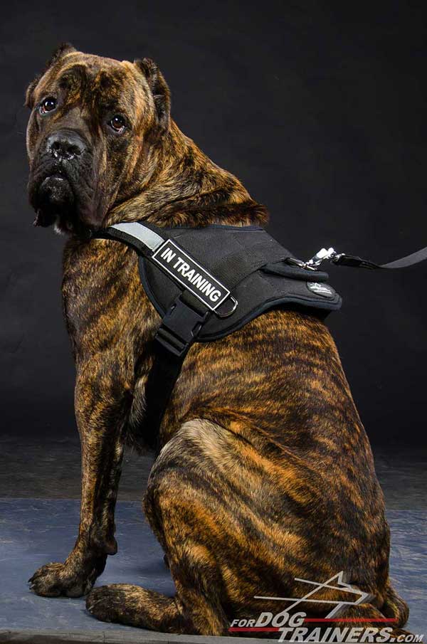 Adjustable Cane Corso harness of strong nylon