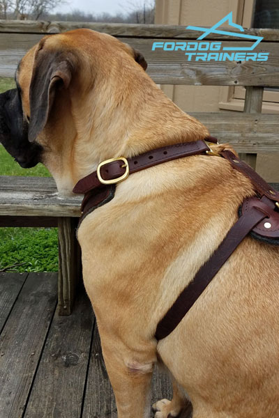 Full Grain Leather Mastiff Harness for Daily Training