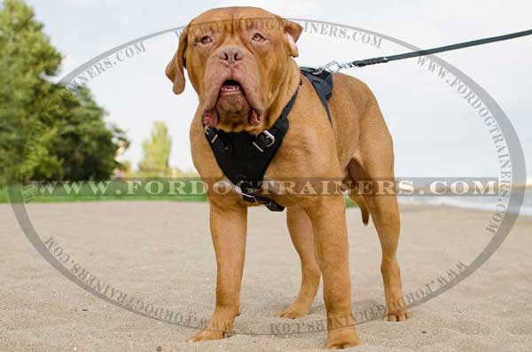 Dogue-de-Bordeaux training harness