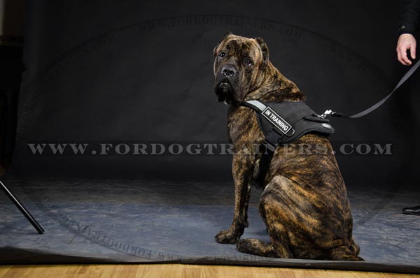 Any weather Cane Corso Nylon Dog harness