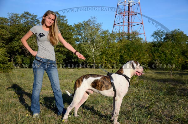 Leather Dog Harness Spiked with Nickel Fittings