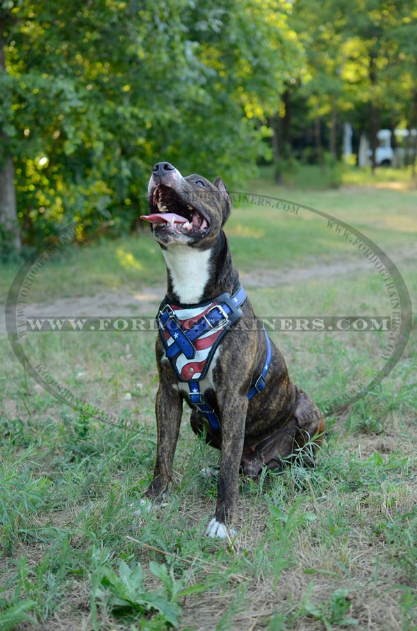 Training Amstaff Harness with USA Flag Image