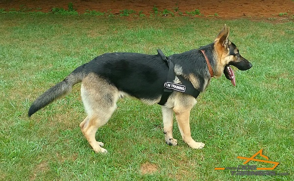 Better Control Nylon Harness - The Best for German Shepherd TRaining 