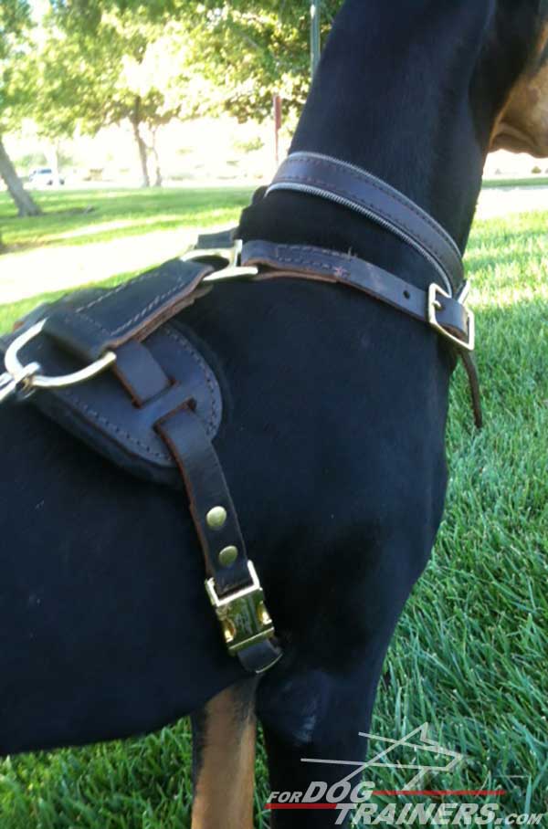 Rustproof Brass Hardware of Leather Doberman Harness