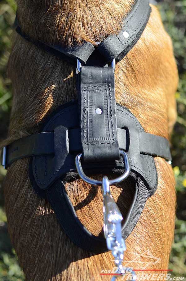 Rustproof Nickel Fittings of Leather Belgian Malinois Harness