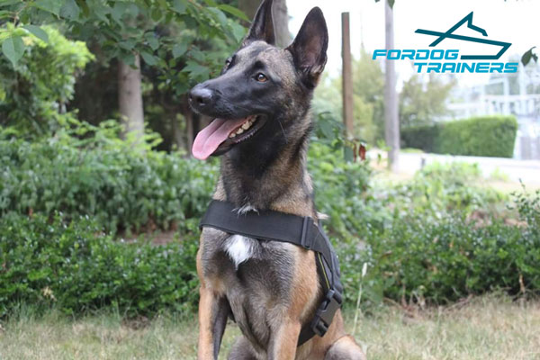 Adjustable Nylon Belgian Malinois Harness for Best Ever Walking and Training