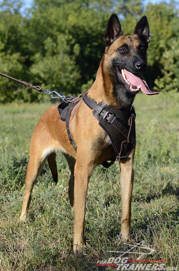 Training Leather Belgian Malinois Harness