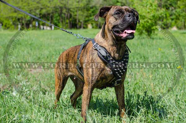 Boxer Spiked Harness for Walking