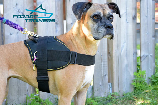 Any Weather Walking and Training in Extra Durable Nylon Boxer Harness