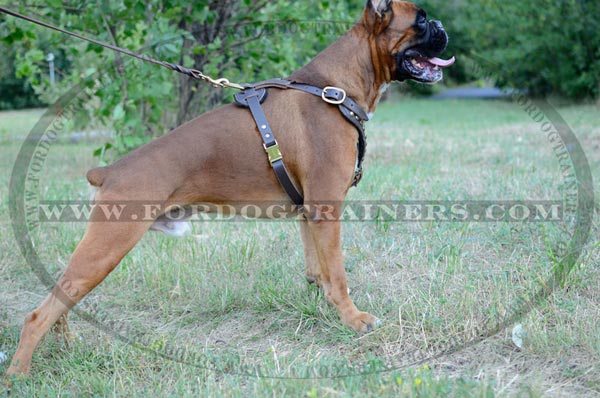 Boxer Studded Leather Harness