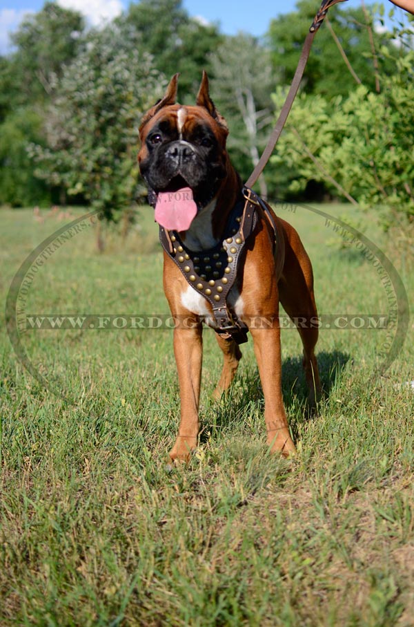 Boxer Leather Harness with Luxury Studs