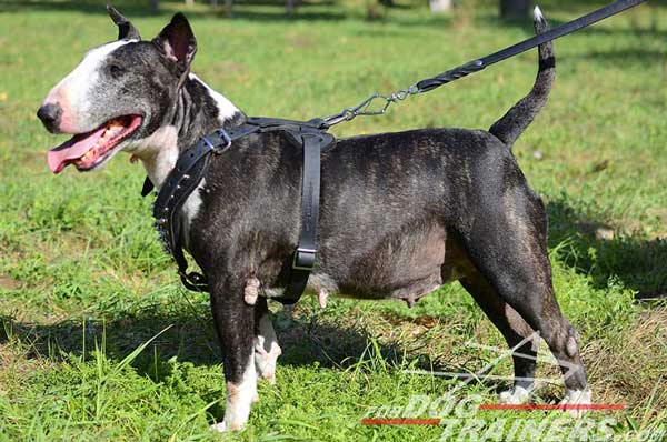 Leather Spiked Bull Terrier Harness Nickel Plated Hardware