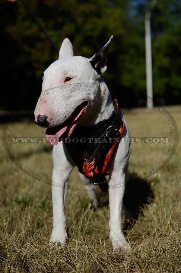 Training Bull Terrier Harness Flames Painted Leather