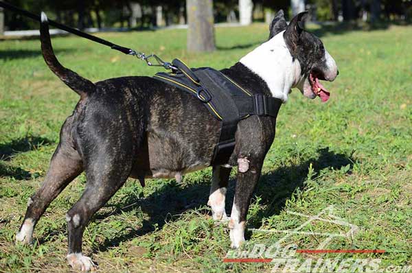 Nylon Bull Terrier Harness Pulling Handle