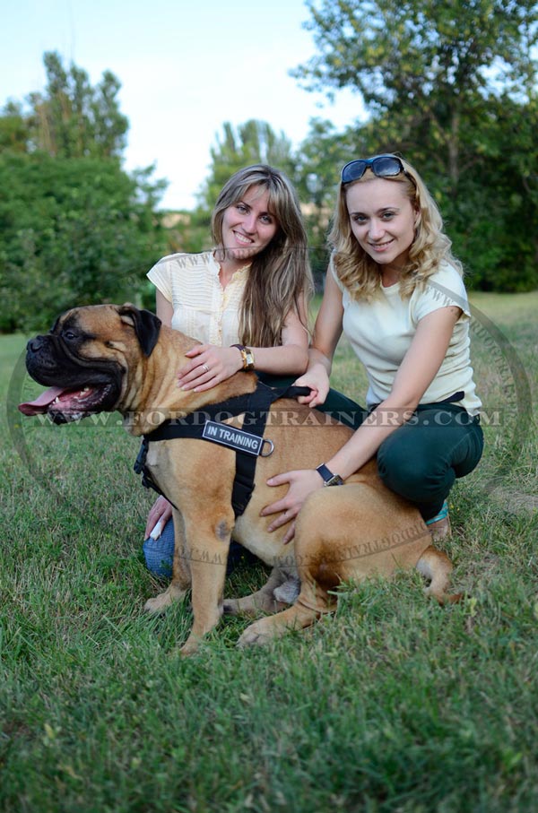 Nylon Bullmastiff Harness with patches