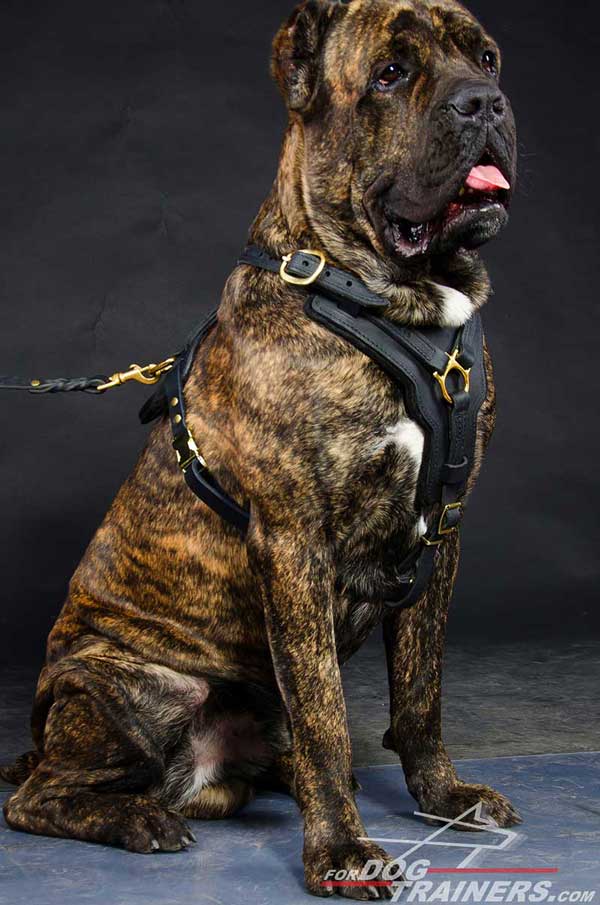 Cane Corso Pure Leather Harness