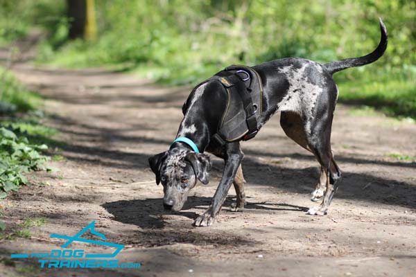 Any Weather Catahoula Harness with Handler and Extra D-ring