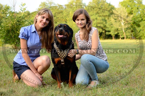 Leather Rottweiler harness adorned with brass rust-proof studs