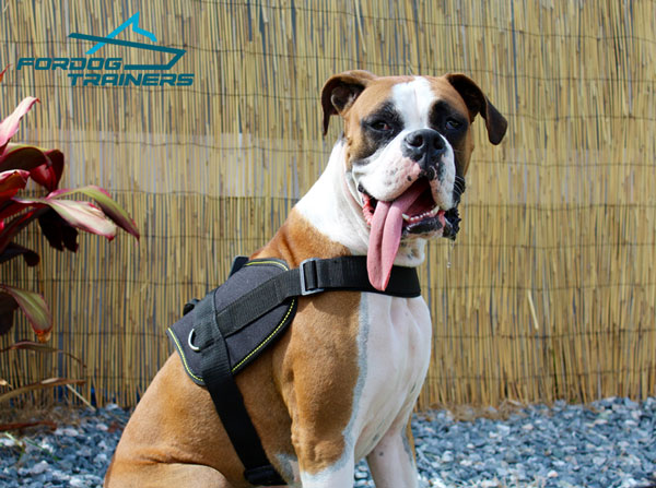 Any Weather Walking Boxer Harness for Medium and Large Breeds