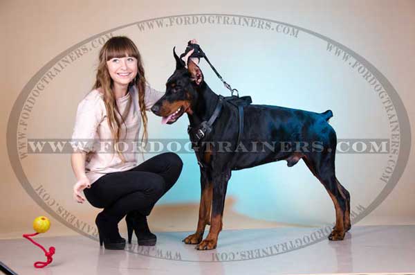 Leather Dog Harness for Doberman agitation training and walking