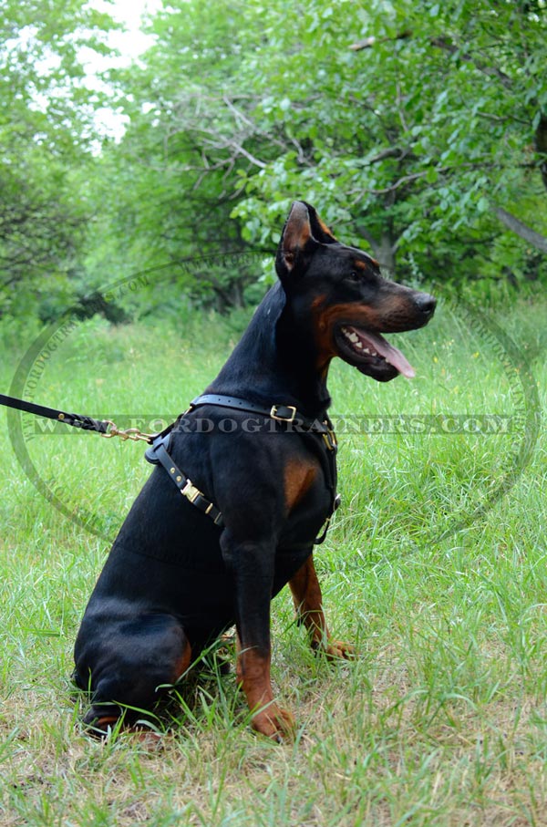 Walking Leather Doberman Harness