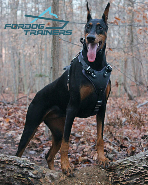 Easy Adjustable Leather Harness on Looks Great on Ripley Doberman