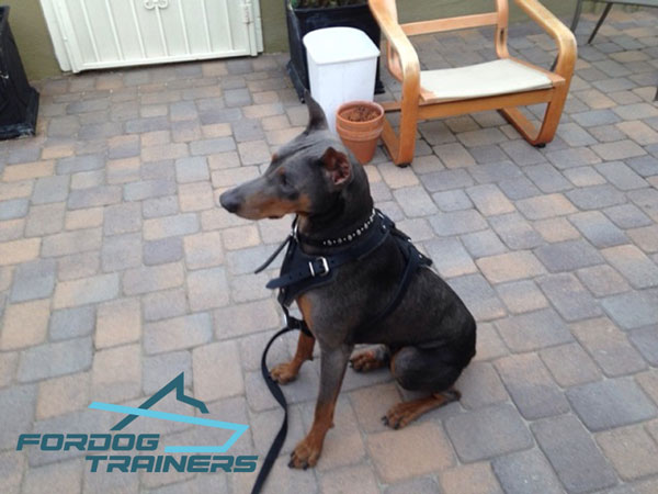 Adjustable Leather Doberman Harness - Best Dog TRaining equipment