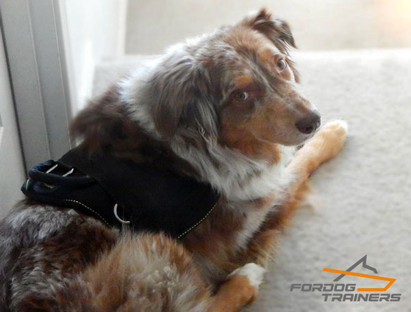 Lightweight Nylon Australian Shepherd Harness for Comfy Walking