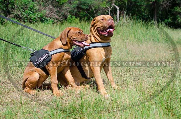 Dogue-De-Bordeaux harness visivle at night