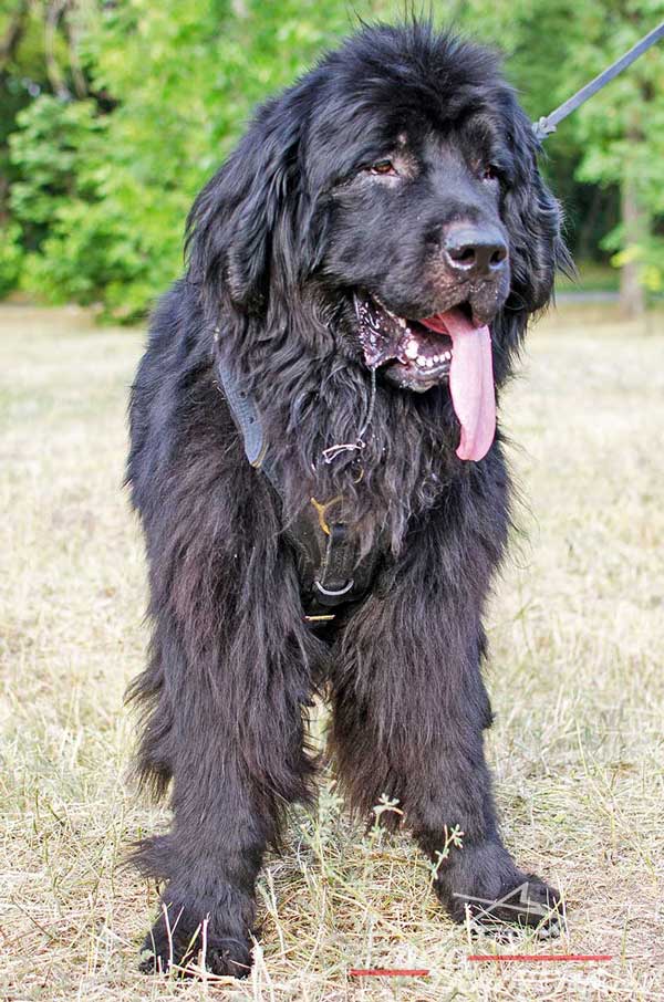 Newfoundland leather harness with extra wide padded breast plate