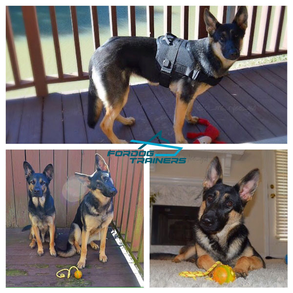 Eli and Rylee Present Nylon Harness for German Shepherds