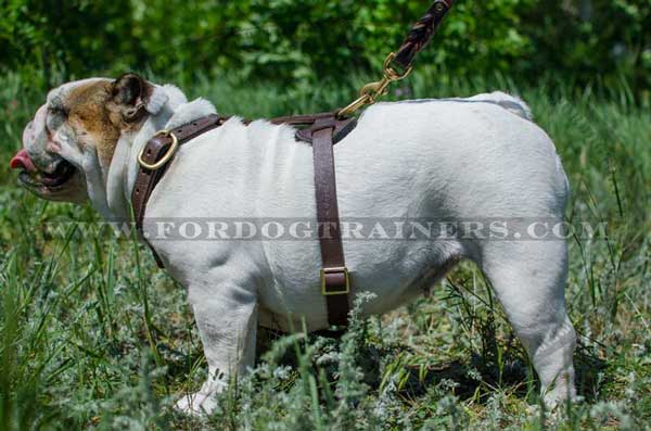 Leather English Bulldog Harness with brass hardware