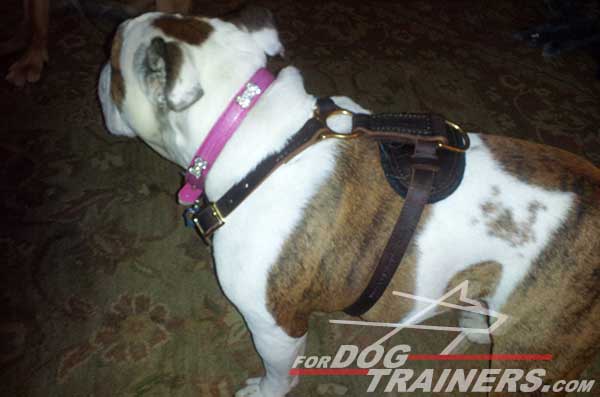 Leather English Bulldog Harness with brass hardware