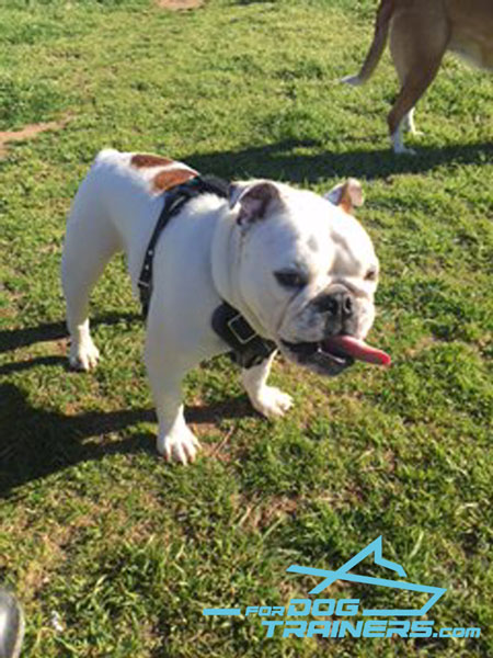 Easy Adjustable Leather Harness on Looks Great on Ripley English Bulldog