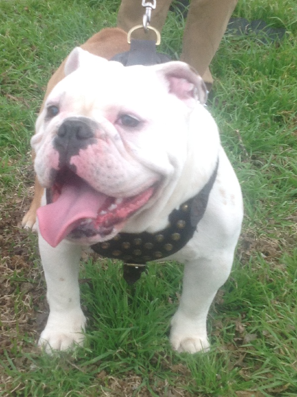 Studded Leather English Bulldog Harness