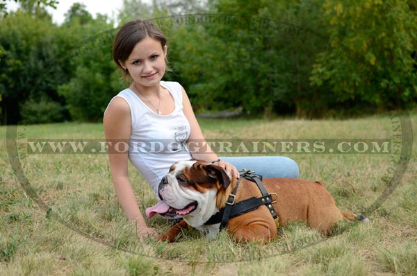 Leather English Bulldog Harness