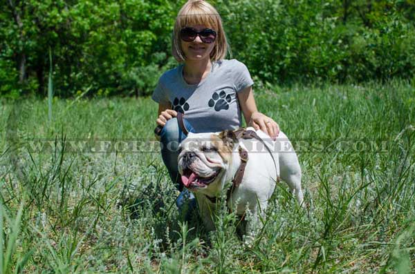 Training Leather English Bulldog Harness