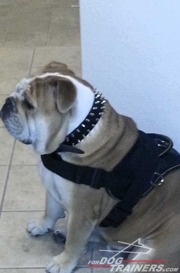 Multipurpose Nylon English Bulldog Harness