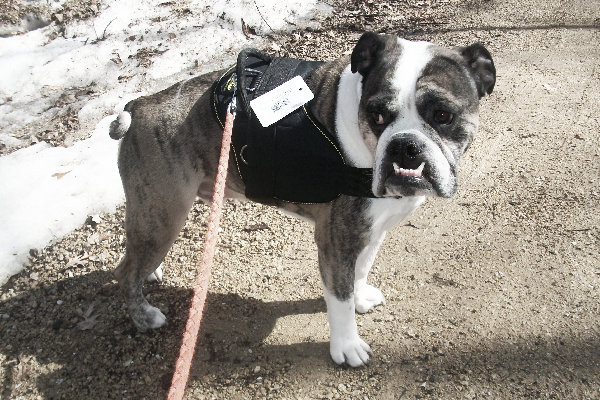 Training Nylon English Bulldog Harness