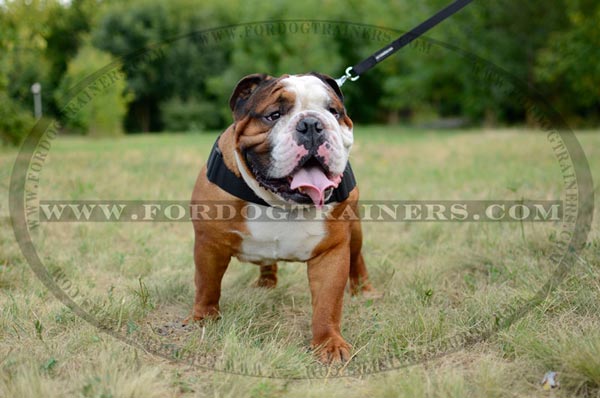 Walking Nylon English Bulldog Harness