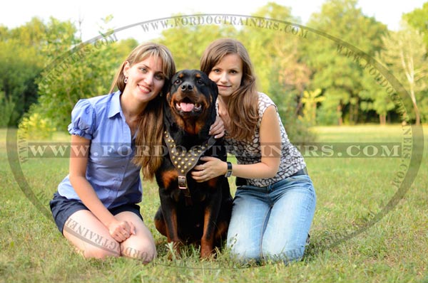 Rottweiler dog harness with fancy decorations