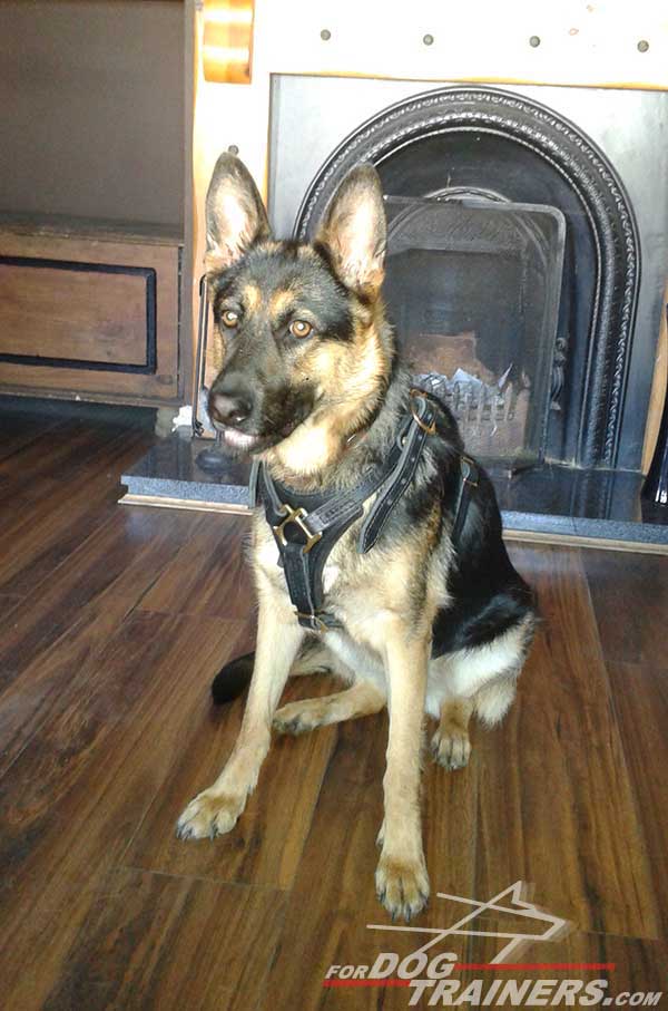 Adjustable German Shepherd Harness Leather Brass Hardware