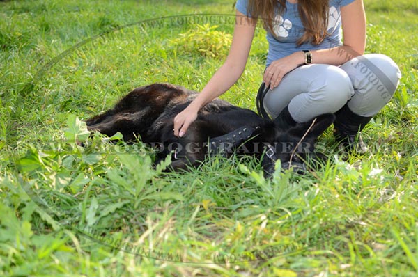 Spiked Design Leather German Shepherd Harness