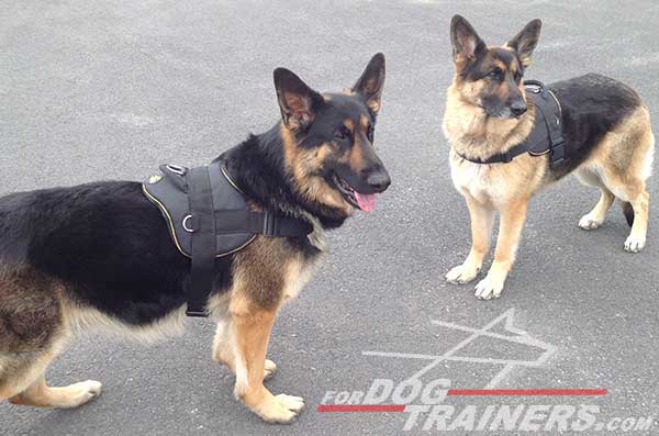 Nylon Pulling German Shepherd Harness