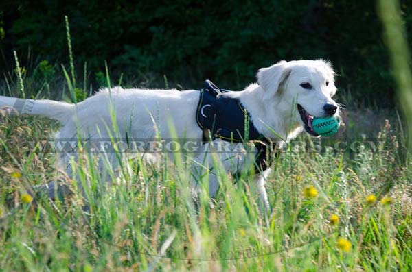 Strong Nylon Harness for Golden Retrievers