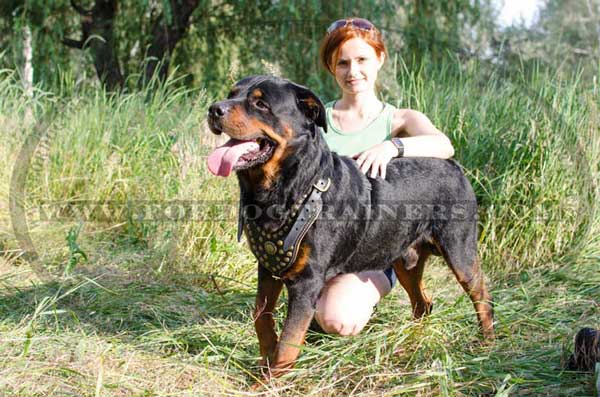 Dog walking harness with riveted studs